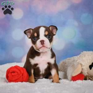 Claire, Miniature Bulldog Puppy